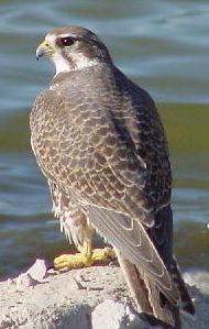 Falco software
